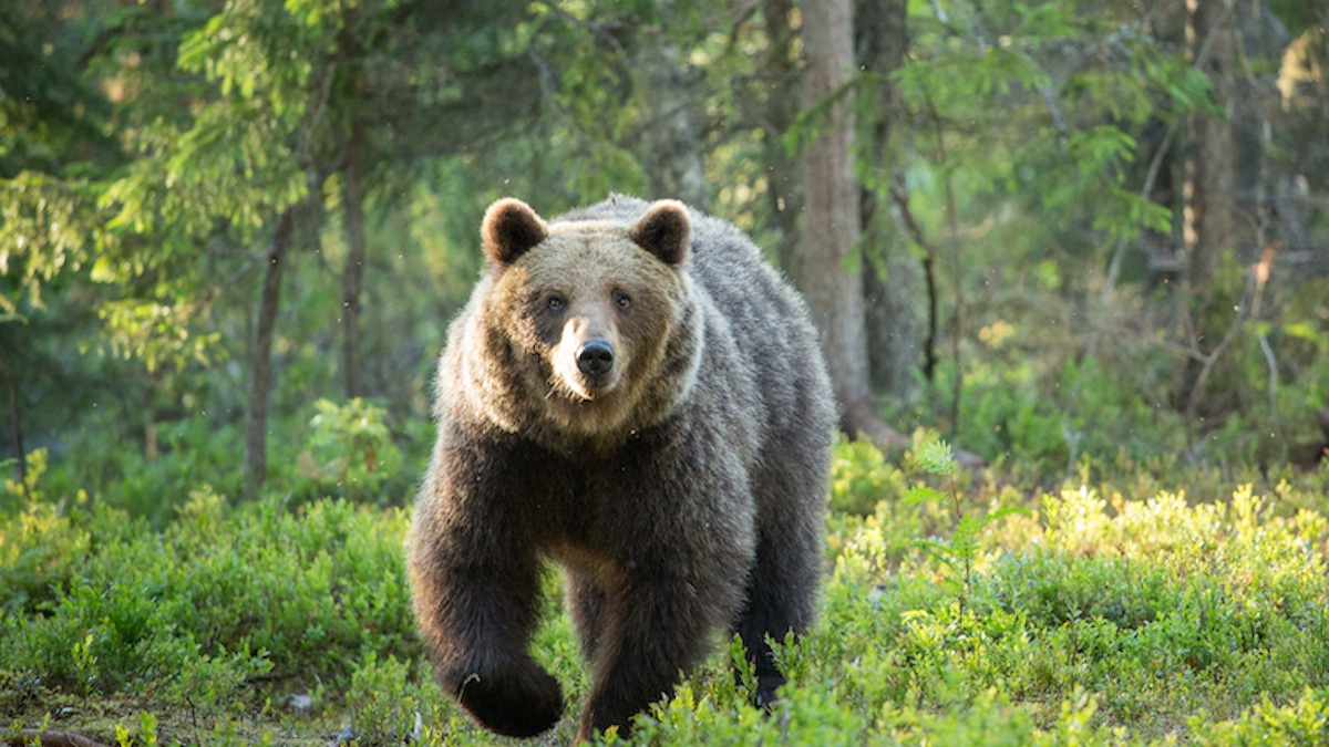 Un ours brun se réveille après son hibernation et tue 38 rennes et 18 élans en deux mois