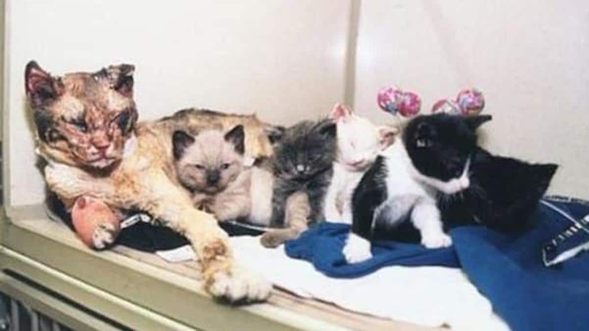 Une chatte héroïque a risqué sa vie en entrant dans un incendie à cinq reprises pour sauver ses bébés.
