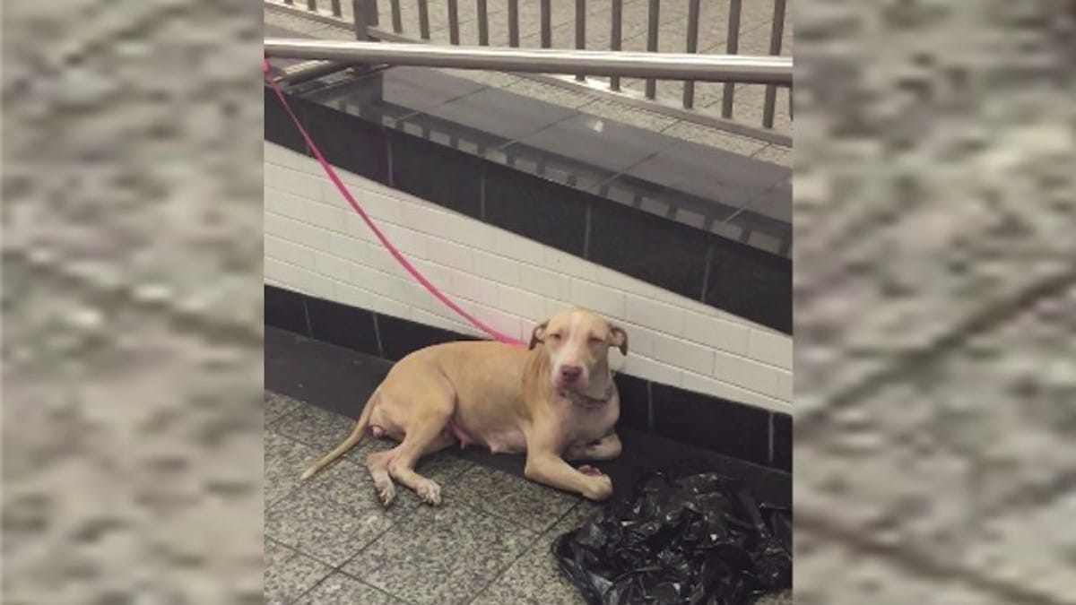 Une chienne a été utilisée pour avoir des petits, puis abandonnée dans une station de métro.