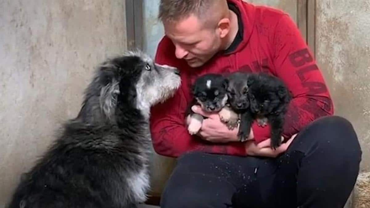 Une chienne abandonnée demande à un homme de l'aider à l'aider
