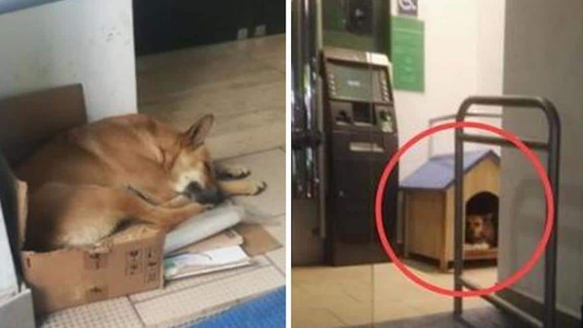 Une chienne abandonnée sur un banc refuse de partir et des travailleurs interviennent.