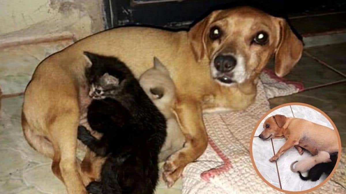 Une chienne adopte trois chats rejetés par leur mère et les élève comme les siens.