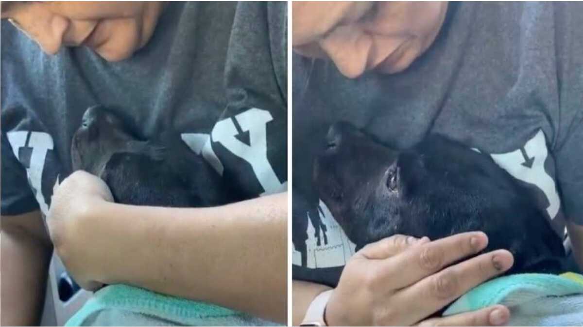 Une chienne enceinte sans-abri fond d'amour lorsqu'elle est sauvée et mise dans la voiture