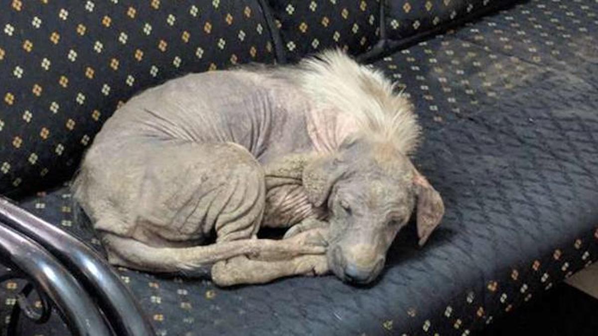 Une chienne malade et sans abri se rend d'elle-même au centre de secours pour demander de l'aide