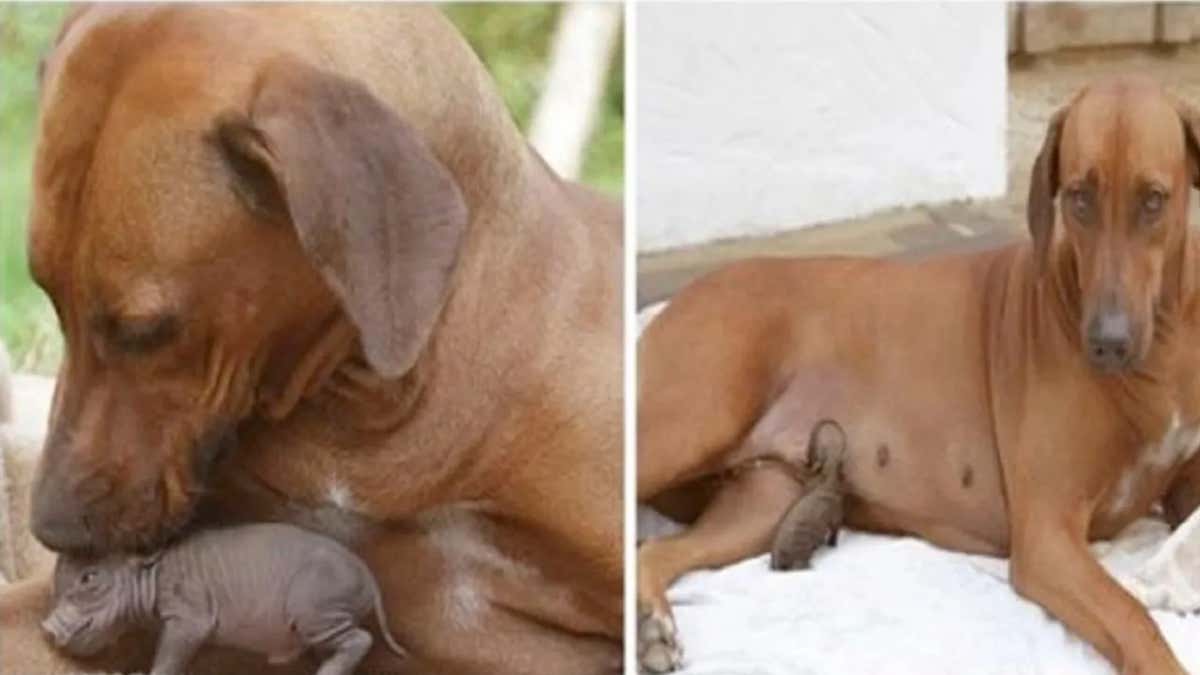 Une chienne prend soin d'un cochon orphelin comme si c'était le sien et lui sauve la vie