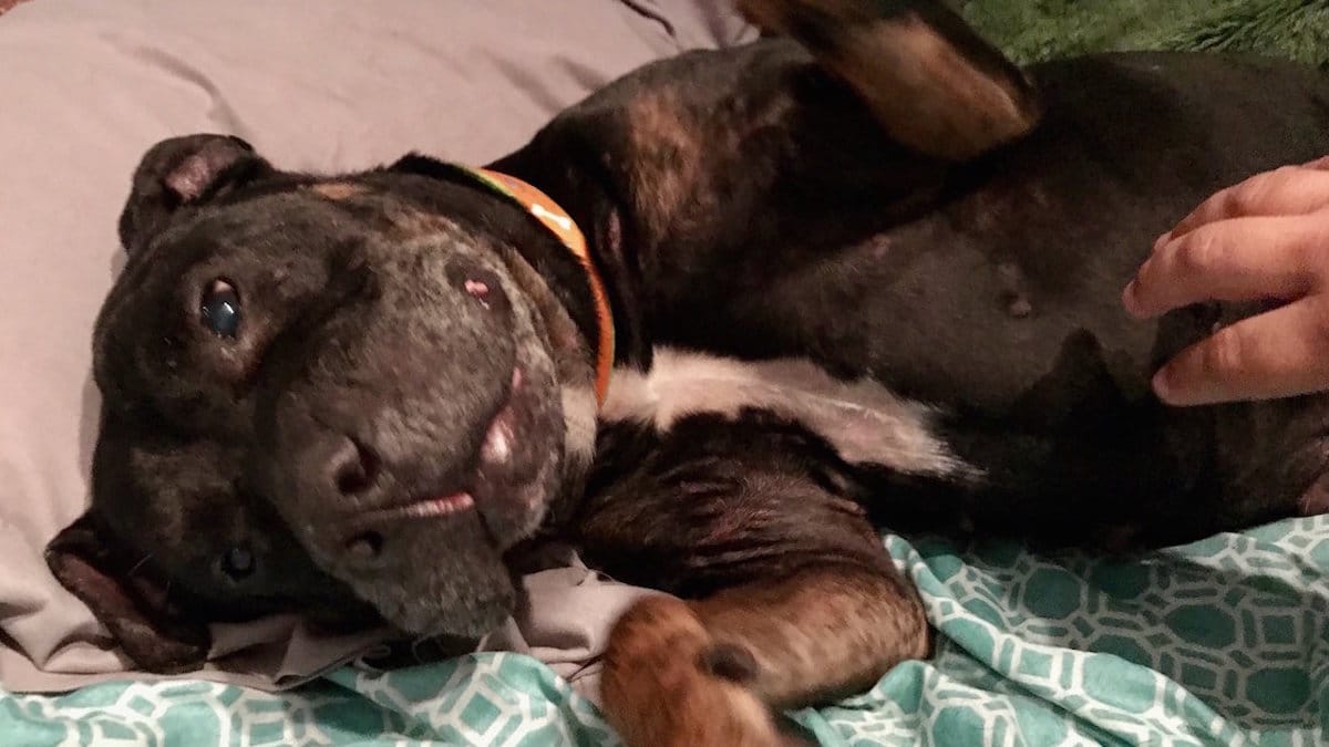 Une chienne qui a vécu dans la rue toute sa vie est transformé lorsque quelqu'un lui donne un lit.