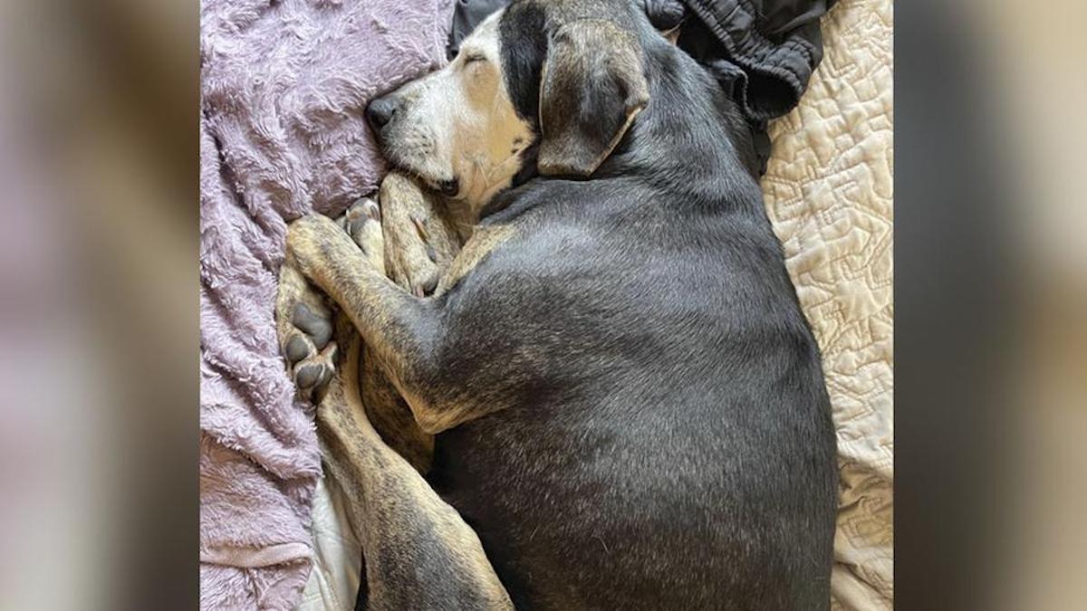 Une chienne qui n'a jamais été à l'intérieur fait sa première sieste dans un vrai lit