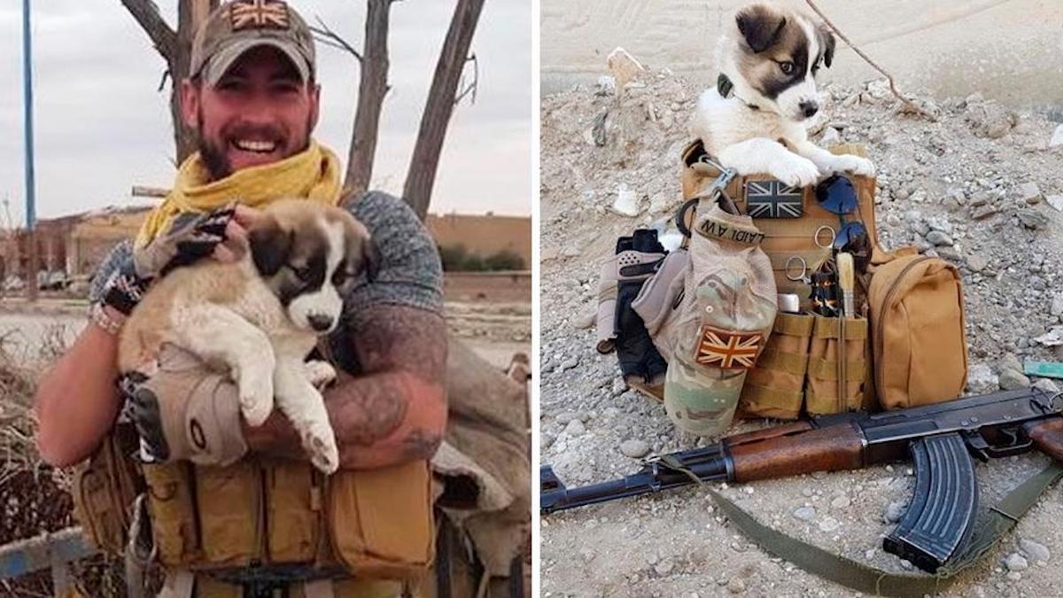 Une chienne syrienne parcourt 3 000 km jusqu'à Paris pour retrouver le soldat qui l'a sauvée.