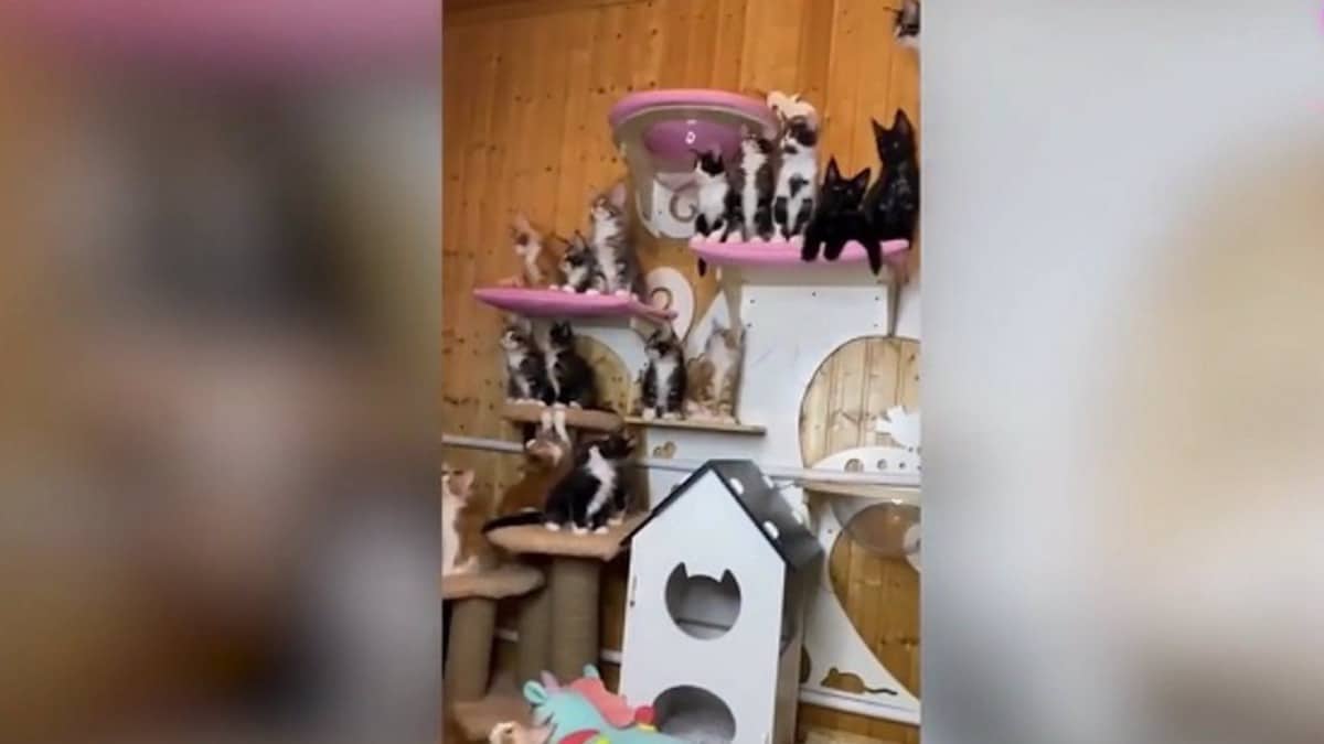 Une éleveuse de chats russe a filmé ses 24 chats en train de courir après un jouet de manière synchronisée.