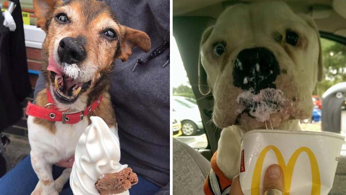 Une femme adopte des chiens bientôt décédés pour leur offrir les plus beaux jours de leur vie