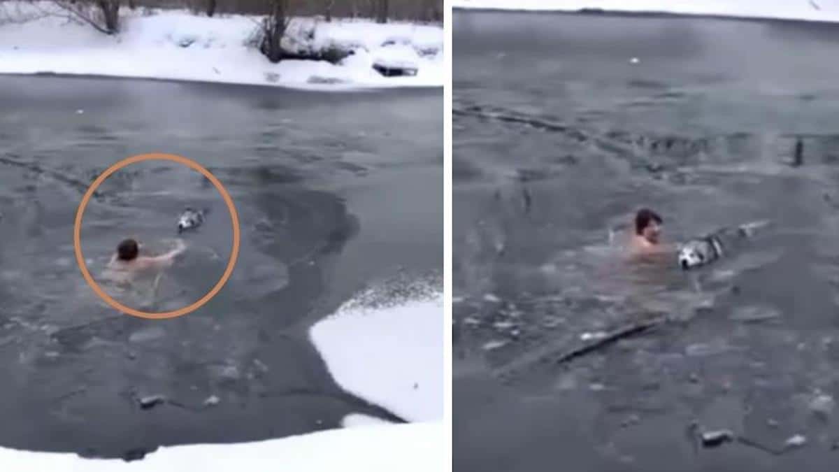 Une femme de 65 ans saute dans un lac gelé pour sauver un chien qui ne pouvait pas sortir.