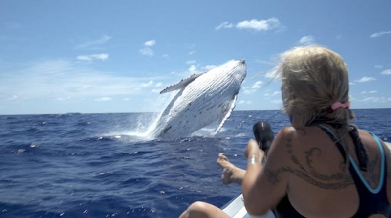 Une femme sauvée par une baleine qui l'a protégée d'un requin-lion