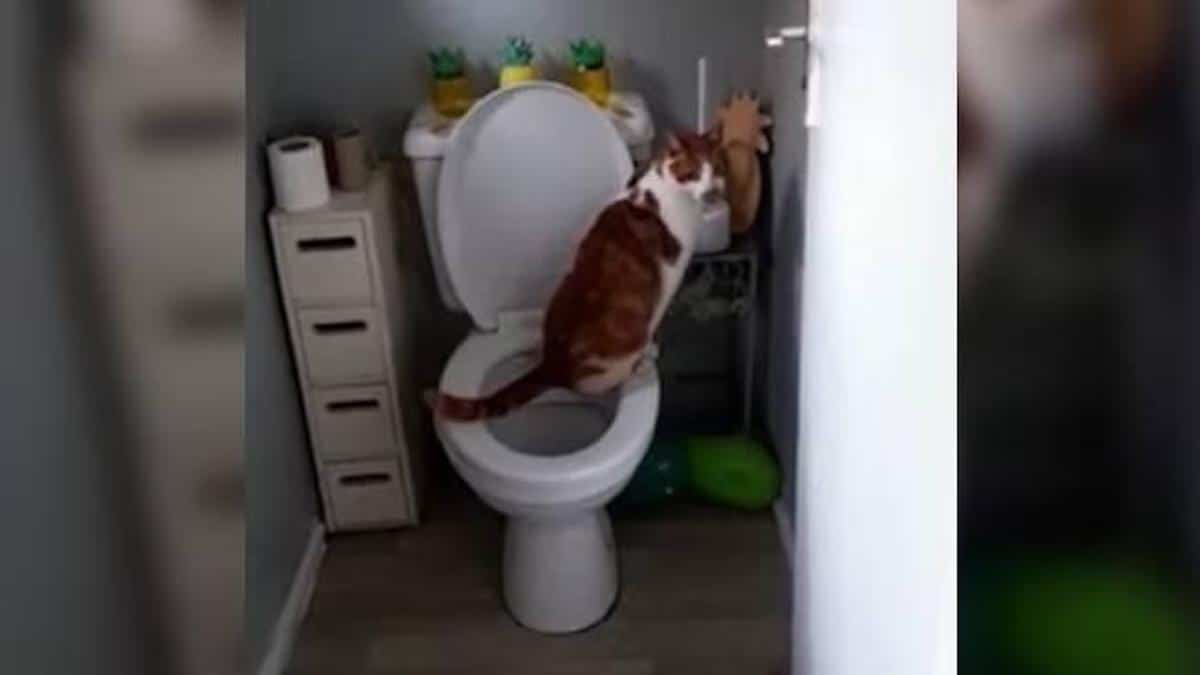 Une femme trouve son chat en train d'uriner dans les WC, alors que personne ne lui a appris à le faire : "Je n'y croyais pas"
