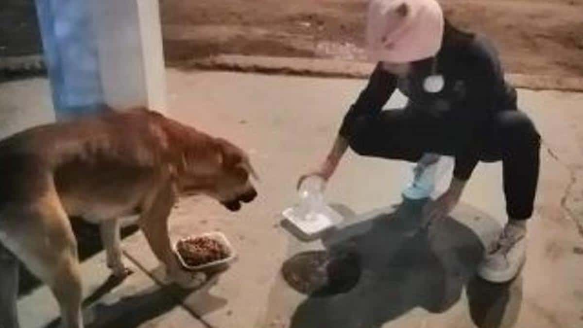 Une fillette de 10 ans collecte des bouteilles et des croquettes pour nourrir des chiens errants.