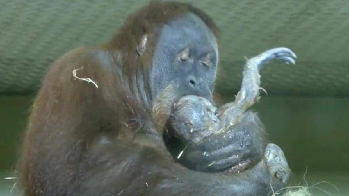 Une orang-outan stérile donne naissance à un bébé dans un sanctuaire, son geste émeut tout le monde, vidéo