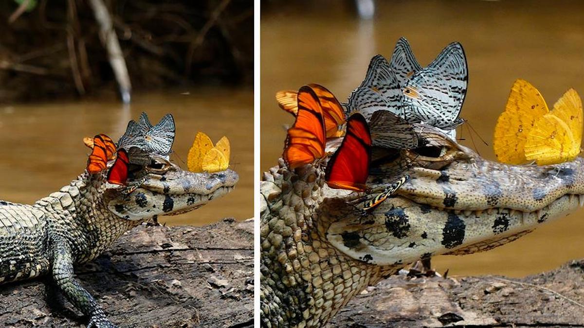Une photo unique d'"un alligator avec une couronne de papillons".