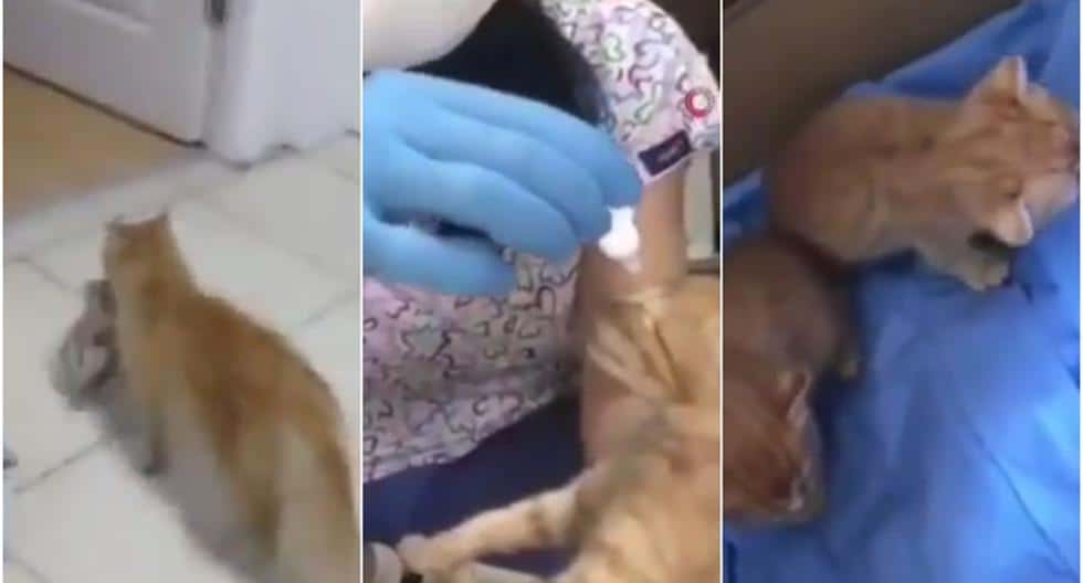 Une réaction inattendue : une chatte a emmené ses chatons chez le vétérinaire pour demander de l'aide [VIDEO].