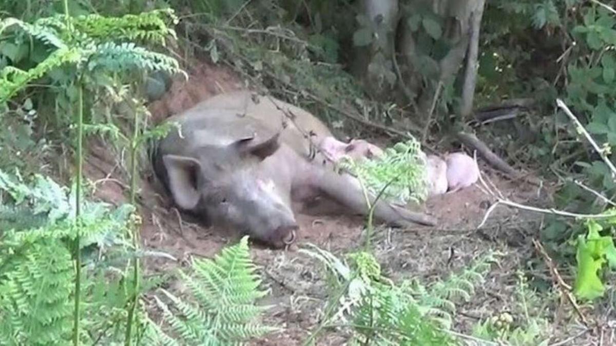 Une truie enceinte s'échappe d'une ferme pour sauver ses bébés.
