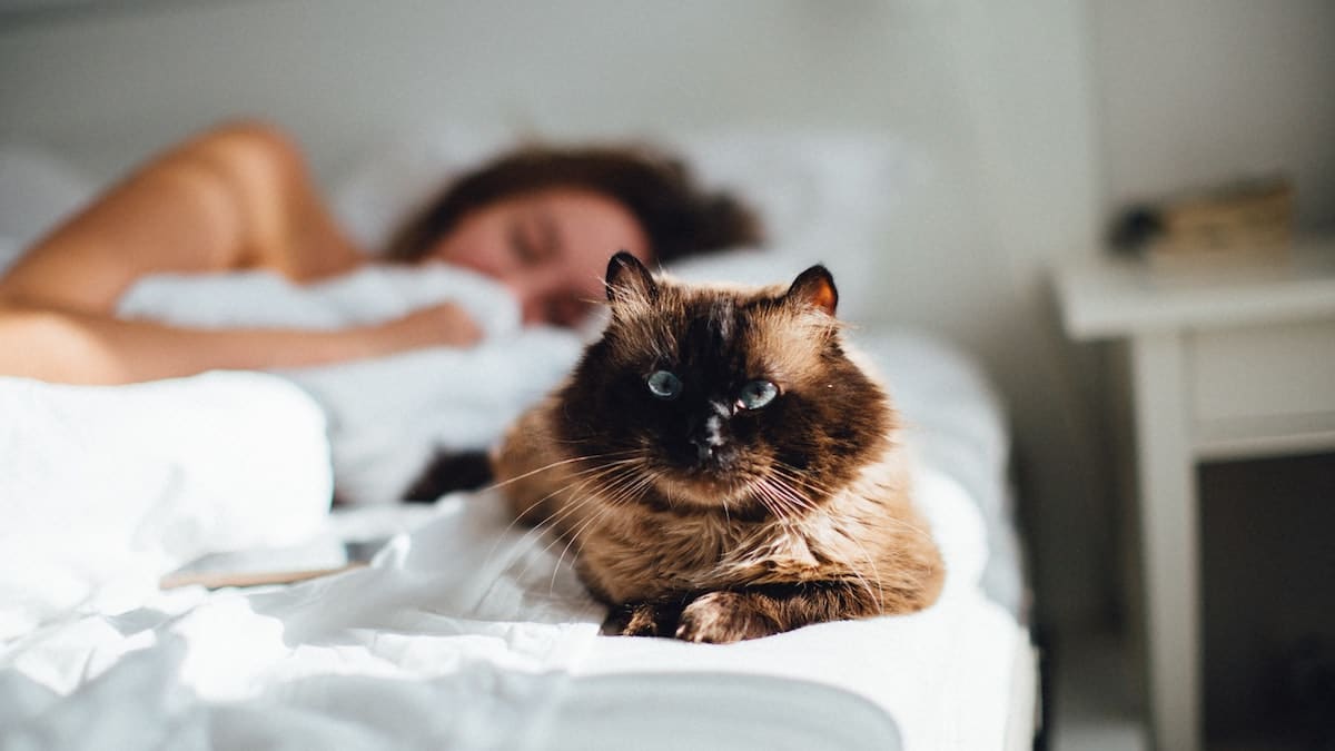 Vérifiez les risques et les avantages de dormir avec votre chat