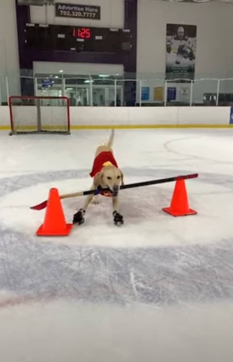 VIDÉO : Découvrez Benny, le chien patineur qui a conquis les cœurs à la patinoire
