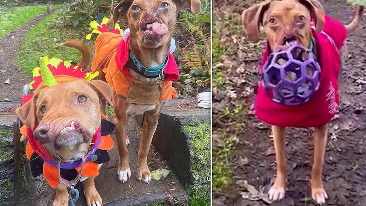 Vidéo: Des chiens aux visages déformés deviennent les meilleurs amis d'une famille qui les adopte