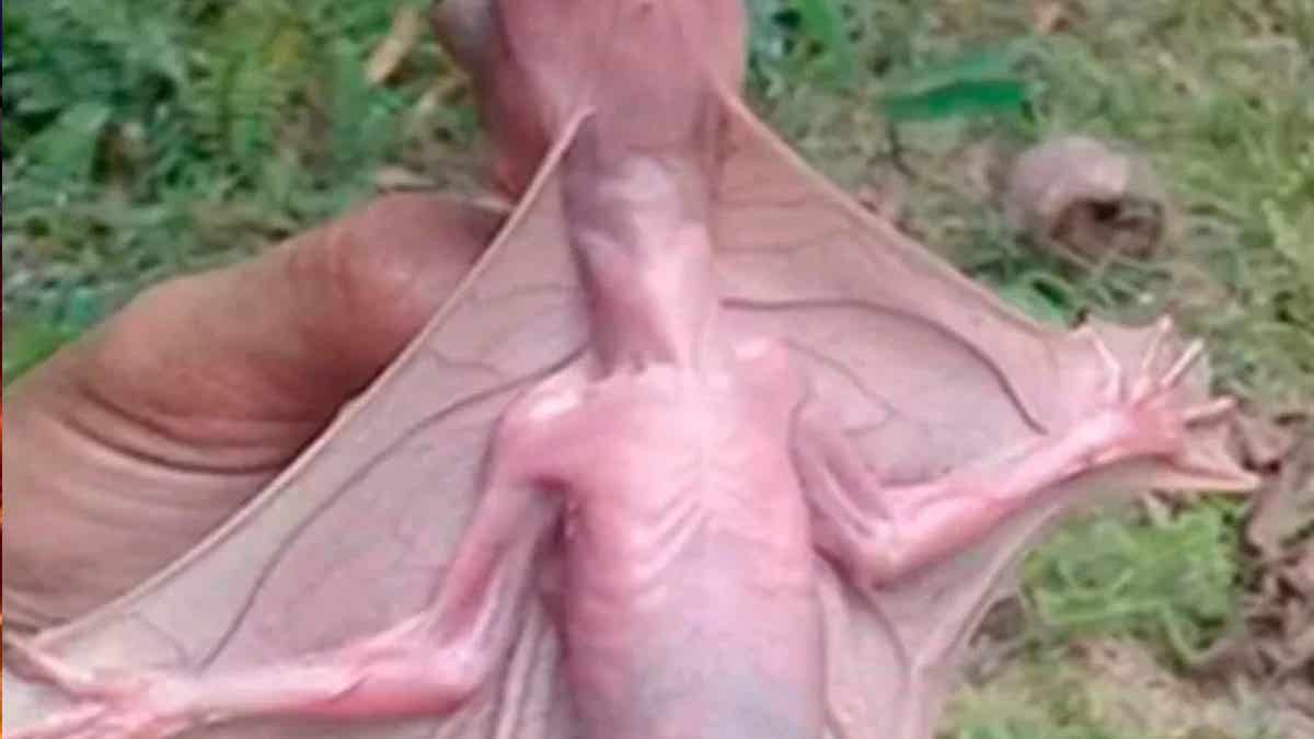 VIDÉO – HORREUR | Un homme découvre une étrange créature dans le jardin de sa maison en Malaisie