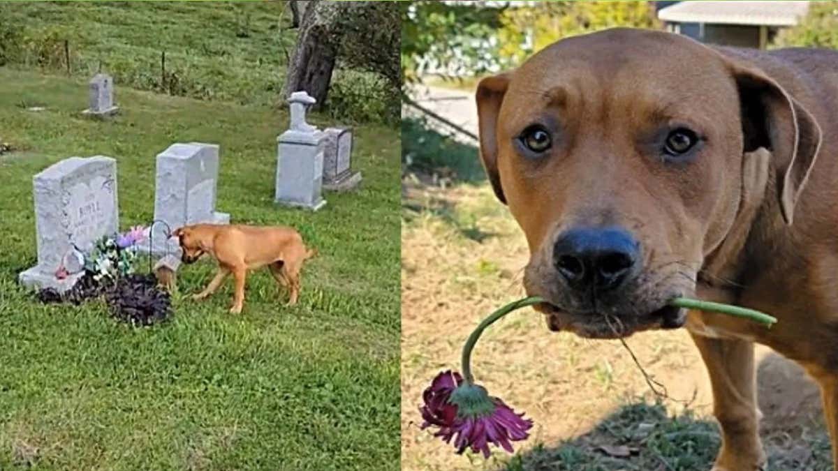 VIDÉO: Ils emmènent un chienne au cimetière qui court visiter sa mamie, ils ne pouvaient pas se dire au revoir