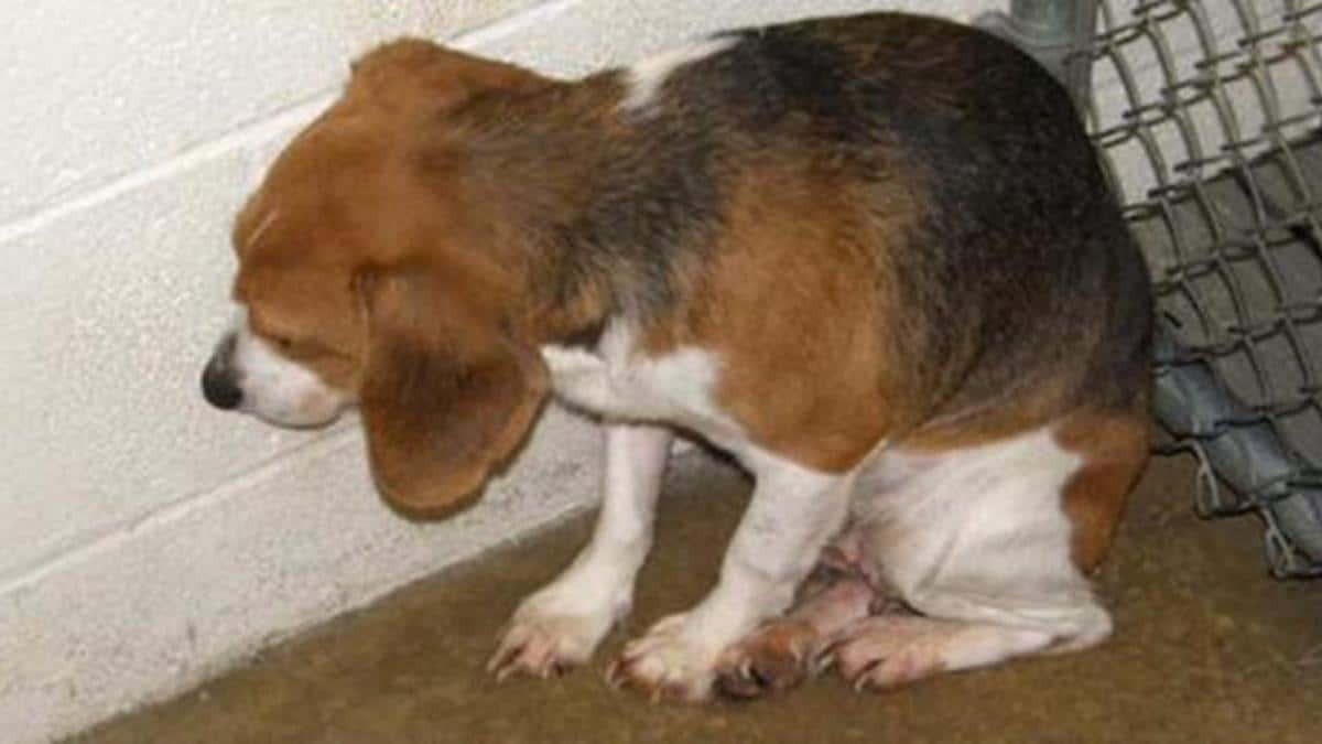 Vidéo: Ils n'avaient jamais vu une chienne beagle aussi effrayé dans un refuge, jusqu'à ce qu'un homme s'approche d'elle.