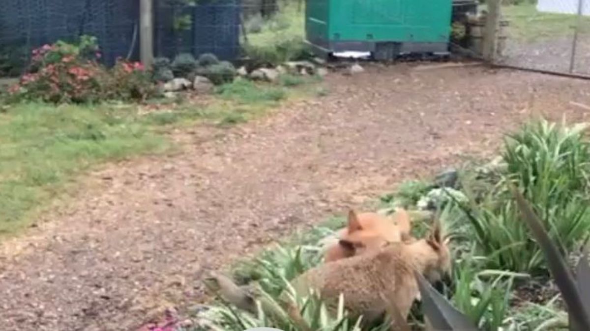 (Vidéo) Ils trouvent un chiot qui pleure dans le jardin, mais ce n'est pas un chien mais une espèce en voie de disparition