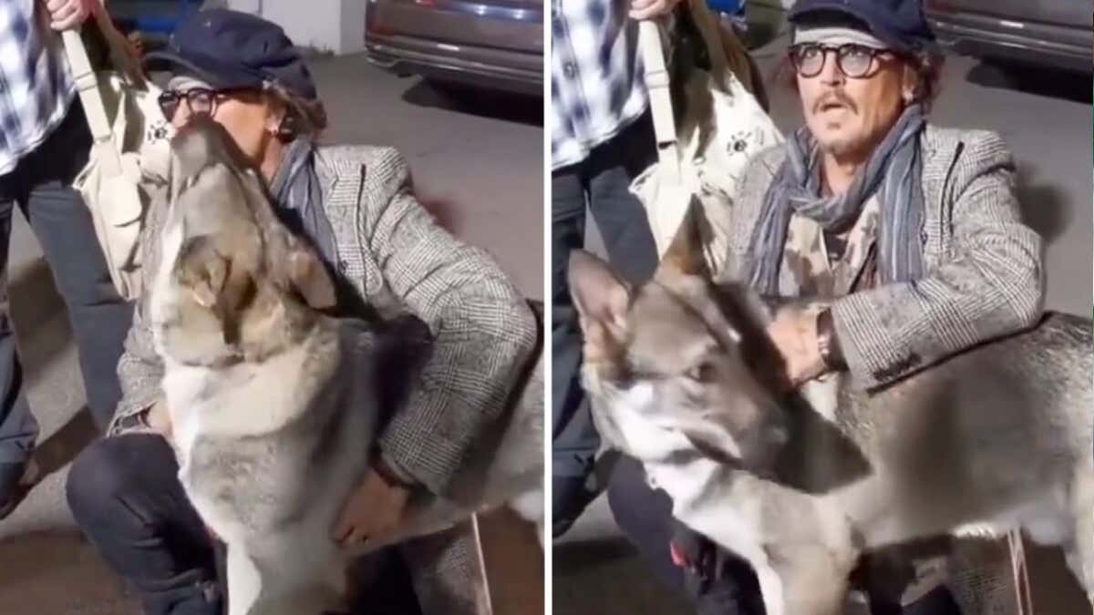 Vidéo magnifique de Johnny Depp jouant avec un chiot errant, "Je peux le garder"