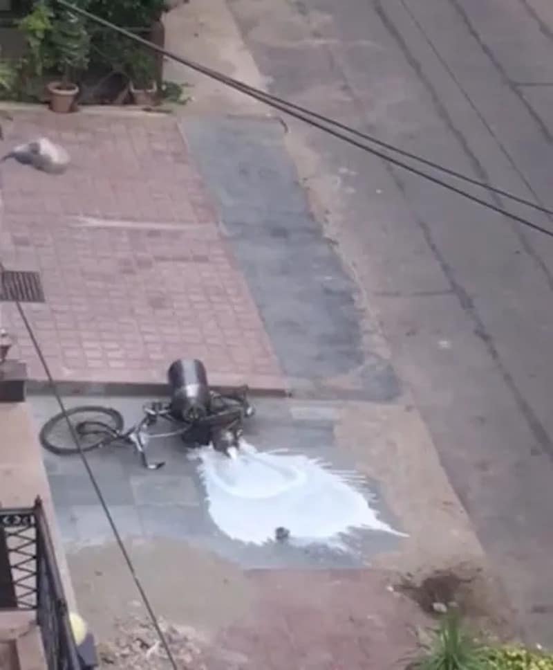 (Vidéo) Moment où des chiens affamés réussissent à renverser un vélo chargé de lait
