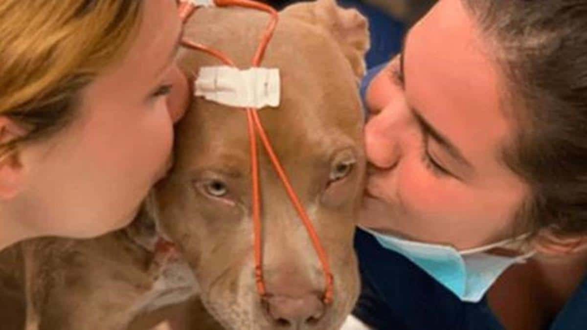 Vidéo: Son maître voulait lui ôter la vie, mais cette chienne s'est réfugiée sous une voiture en attendant son ange.