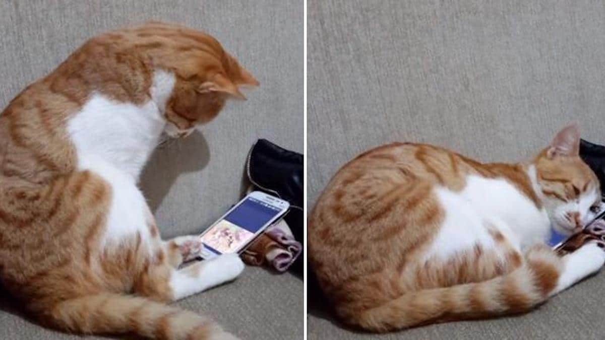 Video Un Chat Se Retrouve Les Larmes Aux Yeux Apres Avoir Vu Son Maitre Decede En Video