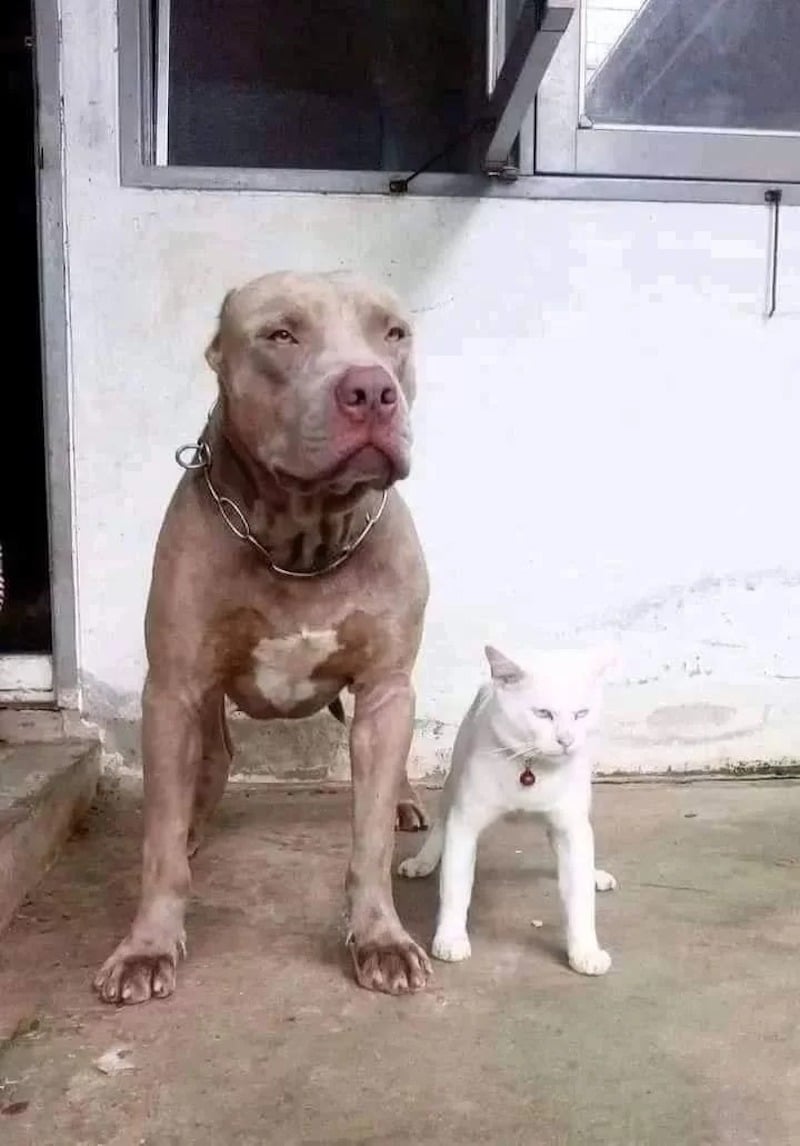 Www Tekpolis Fr Wp Content Uploads 22 02 Www Tekpolis Fr Video Un Chat Qui A Ete Eleve Avec Des Chiens Montre A Son Maitre Quil A Appris A Aboyer C5de09ac Af1d 4f76 A80b 0199b9b78e04 Jpg