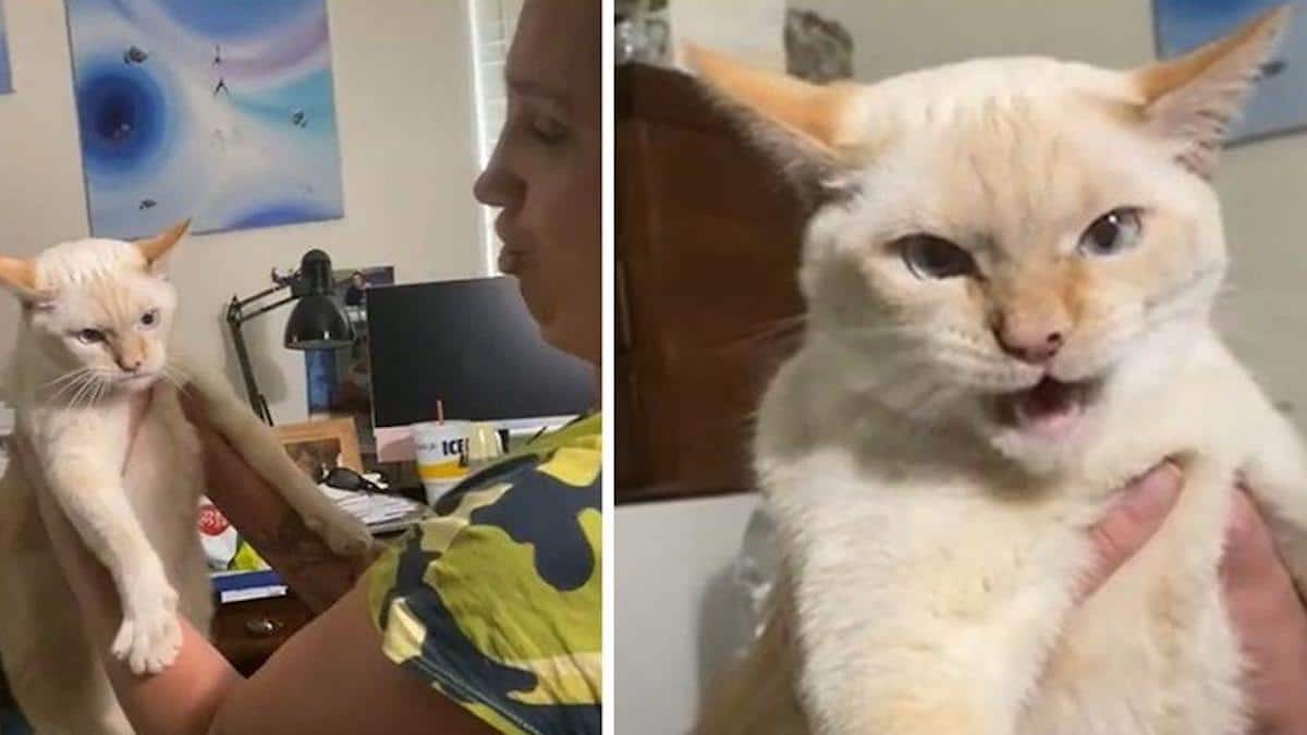 Vidéo: Un chat qui a été élevé avec des chiens montre à son maître qu'il a appris à aboyer