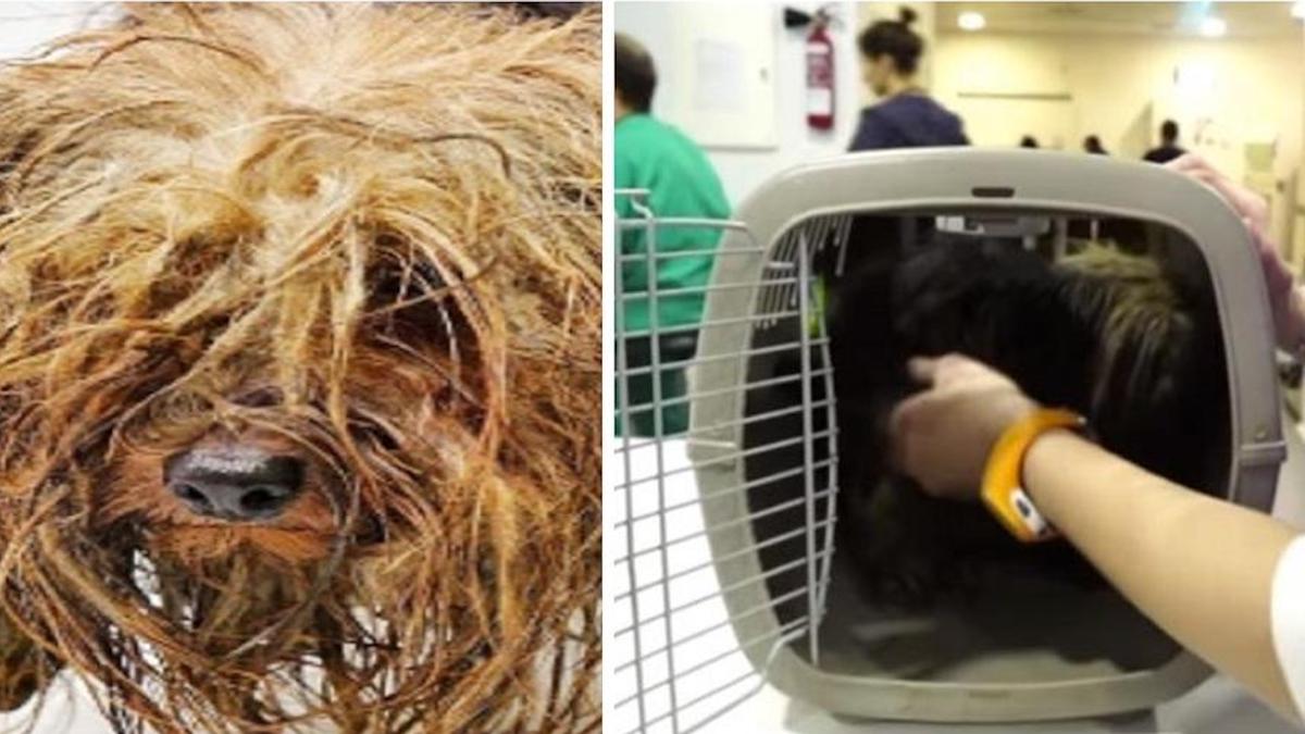Vidéo: Un chien a été enfermé dans une boîte sombre et sale pendant 10 ans, jusqu'à ce qu'il soit libéré.