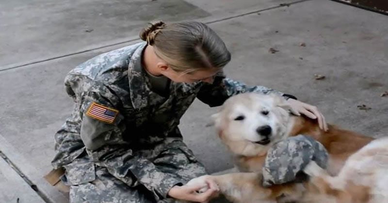 VIDÉO: Un chien âgé pleure des larmes de joie en voyant son meilleur ami revenir de l'armée