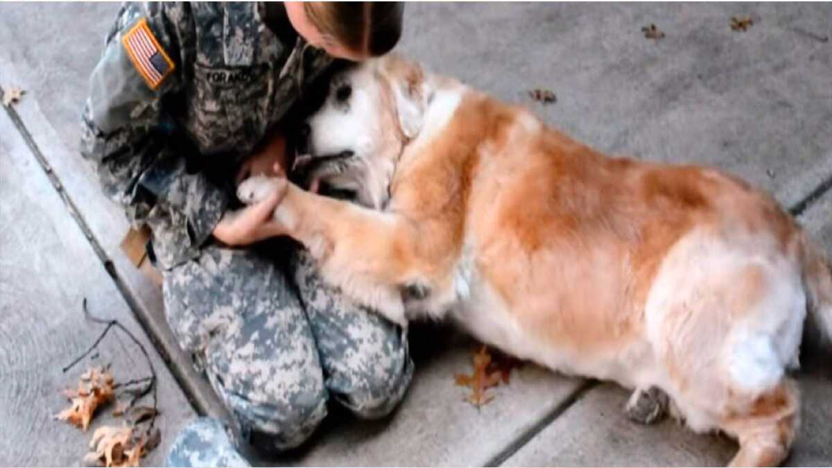 VIDÉO: Un chien âgé pleure des larmes de joie en voyant son meilleur ami revenir de l'armée