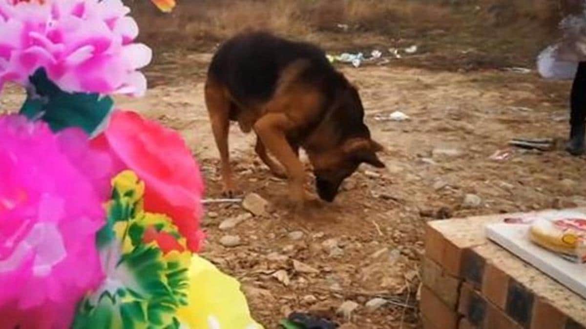 Vidéo: Un chien au cœur brisé creuse la tombe de son maître décédé. Personne ne l'a préparé à vivre sans lui.