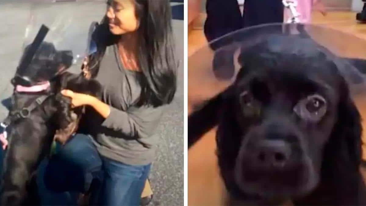 Vidéo: Un chien aveugle regarde sa mère pour la première fois après une intervention chirurgicale