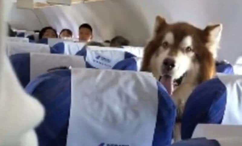 (Vidéo) Un chien d'assistance est autorisé à voyager avec son maître et se comporte mieux que les autres passagers
