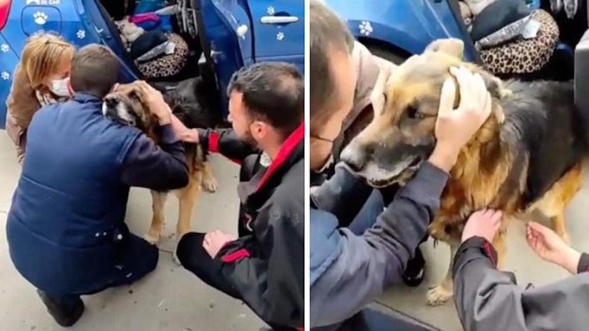 Vidéo: Un chien perdu et disparu depuis 6 ans retrouve enfin sa famille