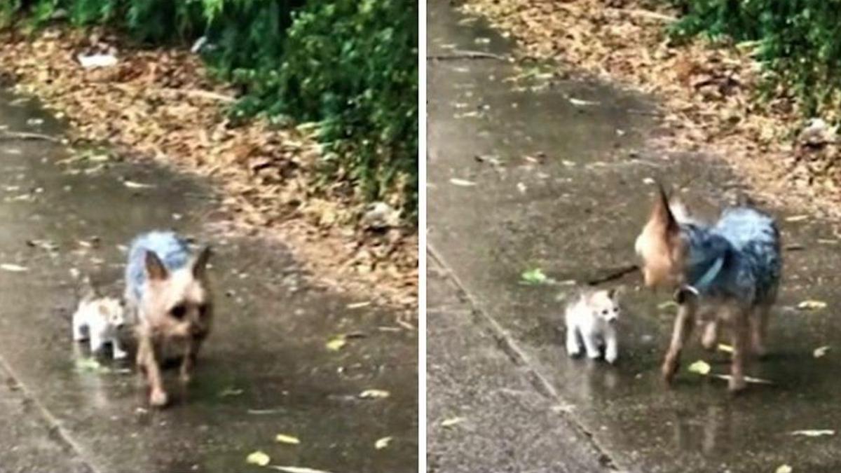 Vidéo: Un chien sauve un chaton abandonné sous la pluie et le ramène chez lui