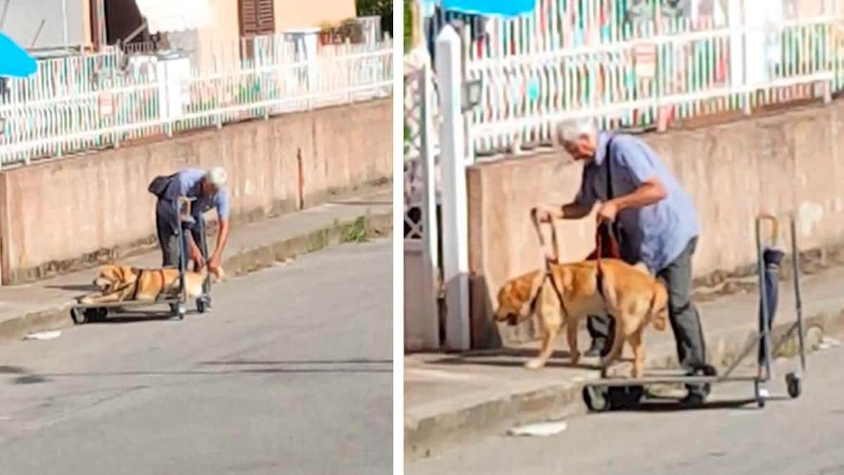 Vidéo: Un homme âgé promène son chien handicapé plusieurs fois par jour