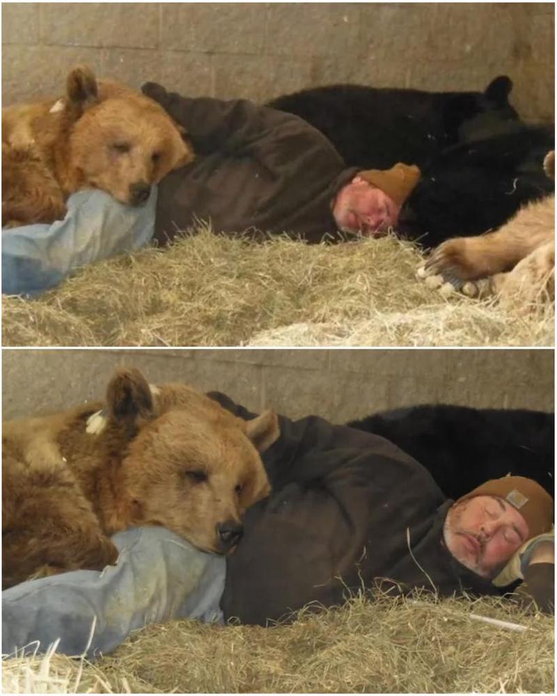 Un homme de la faune dévoué fait une sieste avec 4 ours orphelins pour les aider à s'endormir