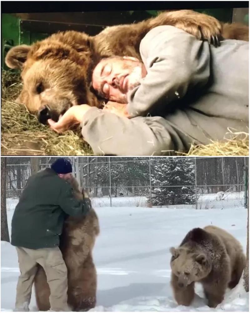 Un homme de la faune dévoué fait une sieste avec 4 ours orphelins pour les aider à s'endormir