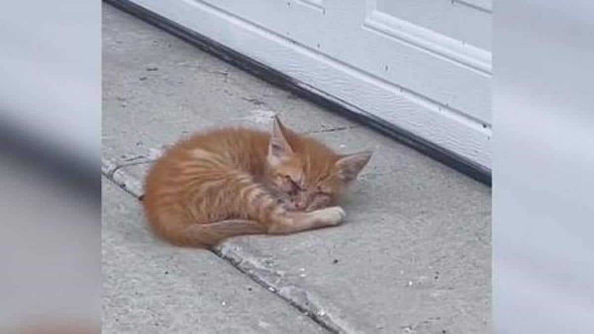 Vidéo: Un homme trouve un chaton à l'extérieur de son garage et réalise à quel point il est différent.