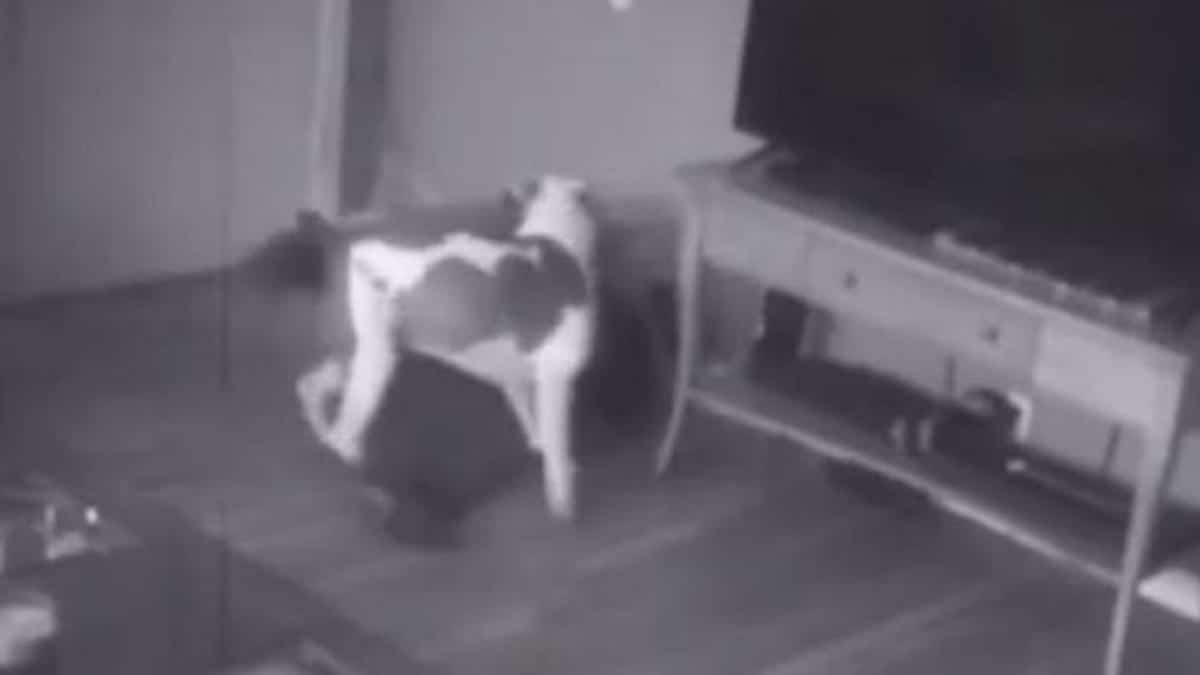 Vidéo: Un Pitbull a défendu sa maison contre un cambrioleur et est devenu viral.