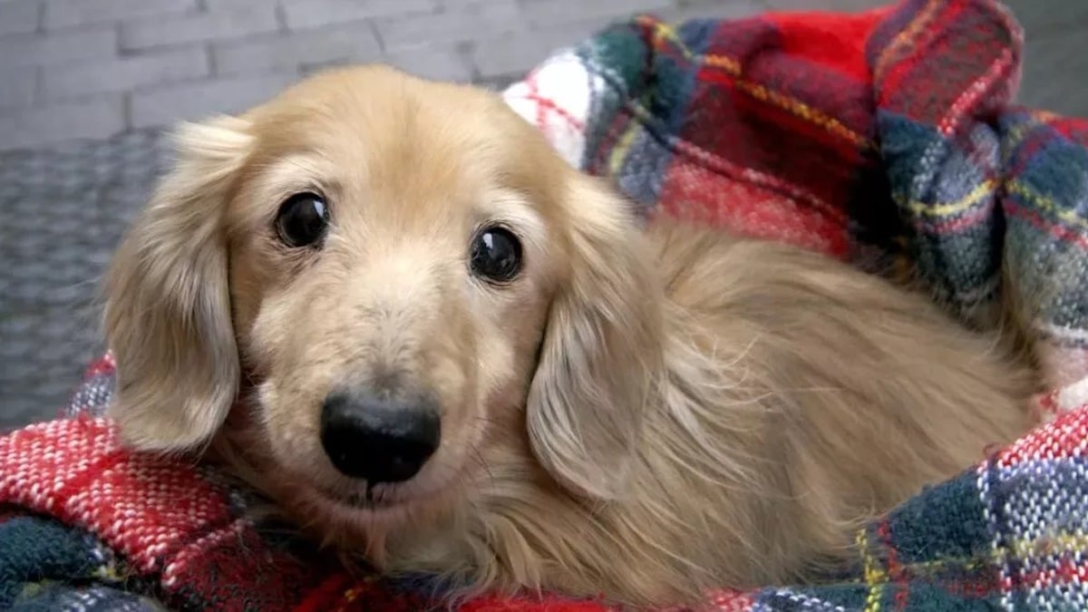 [Vidéo] Un refuge organise une fête pour l'adoption d'un chien... mais personne ne se présente.