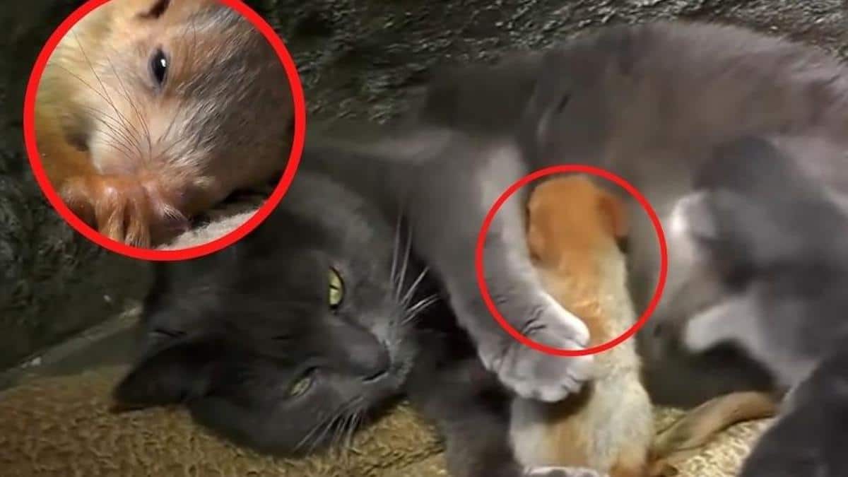 VIDÉO : Une chatte adopte 4 écureuils orphelins et démontre son instinct maternel